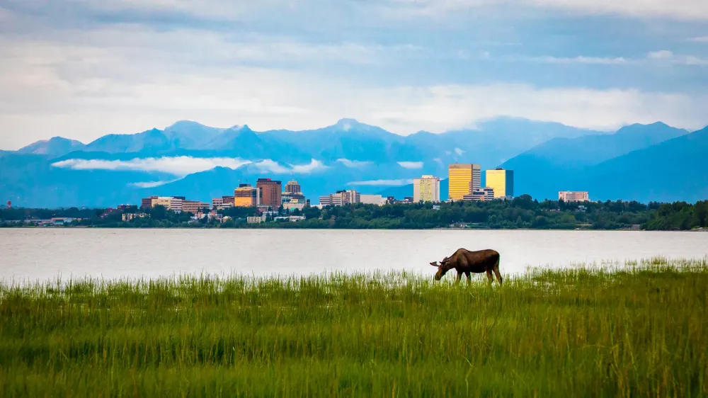 Anchorage Alaska skyline and moose.